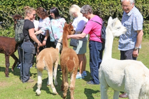 Alpacas